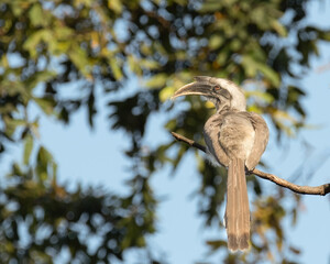 A Grey Hornbill perching on a tree