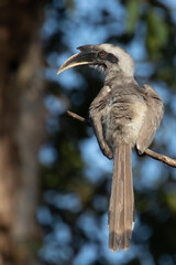 A Grey Hornbill looking back into camera