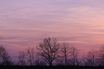 Fototapeta na wymiar alberi al tramonto in inverno