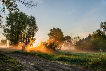 Fototapeta na wymiar Fog in the forest on a sunny autumn morning