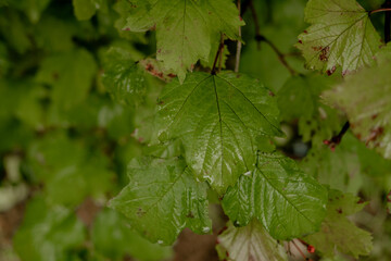 green wet leaf close-up, with rain drops. Natural background of green leaves