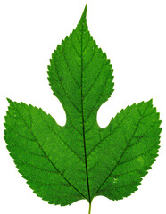 Fresh green leaf isolated on white
