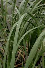 Obraz premium green plant with long leaves close-up, grows in a pond