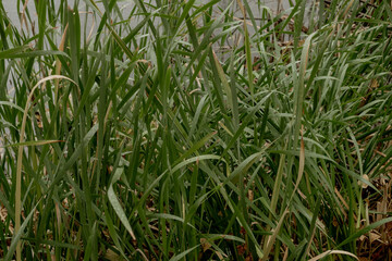 green plant with long leaves close-up, grows in a pond