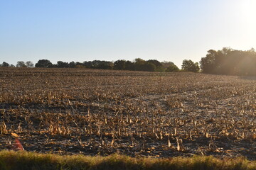 Harvested Corn Field