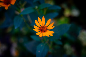 Beautiful flowers in the woods!