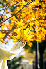 Female hands hold maple leaves on a background of yellow leaves in the autumn forest