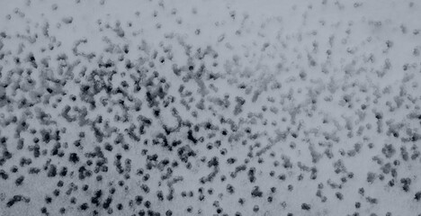 Drops on snow from water