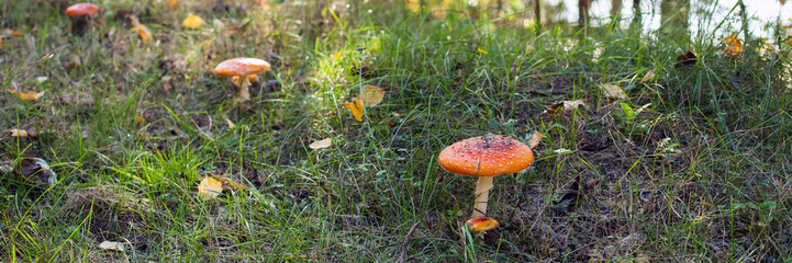 Mushroom with a light hat in the fallen-down foliage. Close up, small depth of sharpness
