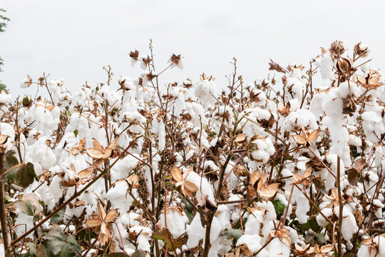 Beautiful landscape of cotton harvest in the field in the city of Cali Colombia outdoors
