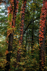 Fototapeta premium Autumn background tree bark with red Virginia creeper leaves. Parthenocissus quinquefolia, Virginia Creeper, Woodbine red leaves on the tree in pine forest