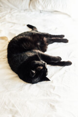 Black cat sleeping on side, white bedding