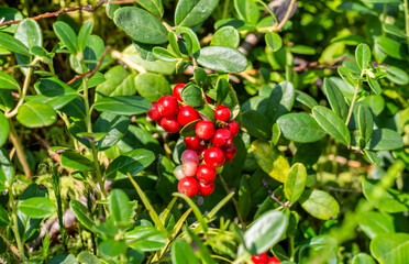 Obraz premium Berries of ripe cranberries in the autumn forest