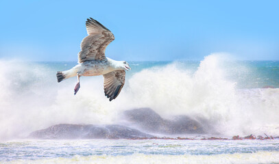A seagull flying among strong sea waves - Diaz point, Namibia