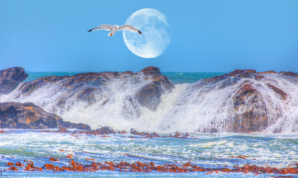 Rocky coastline on Diaz Point with strong sea wave Full moon and seagull in the background - Luederitz, Namibia "Elements of this image furnished by NASA"
