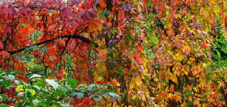 Autumn colors. Yellow, red and orange leaves. The arrival of autumn
