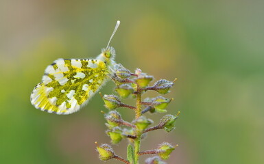 Anthocharis gruneri 879