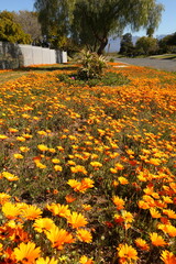 Colourful Namaqualand Daisies in full sunlight in Worcester, South Africa.