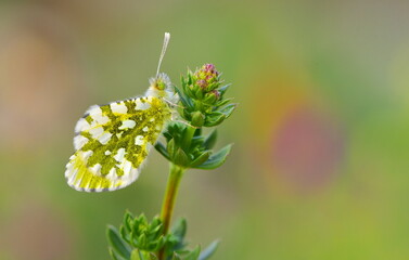 Anthocharis gruneri 906