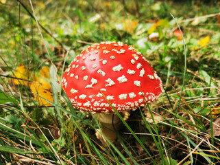 Beautiful fly agaric of bright red color in the forest grass