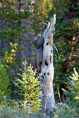 A dead tree with Woodpecker holes