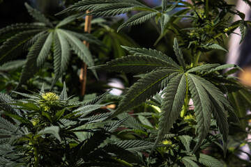 Dark green cannabis leaves and buds