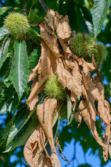 Chestnut fruits in the trees with green and brown leaves in the sun