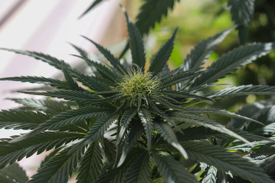 Close up of a budding female cannabis plant