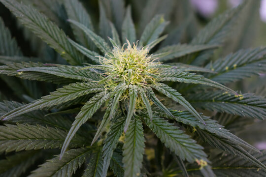 Close up of a budding cannabis plant with insect chewed leaves