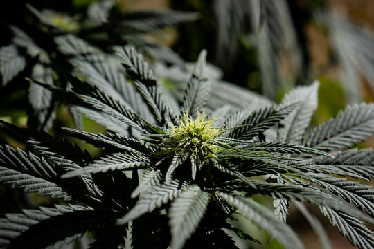 Frosted bud of a female cannabis plant