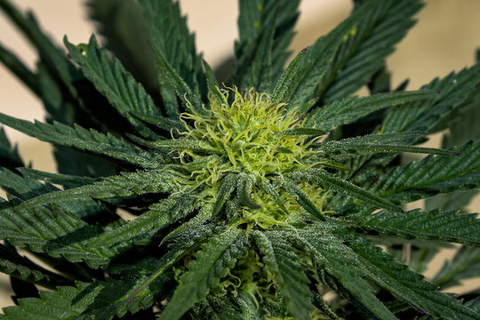 Close up of a budding female cannabis plant
