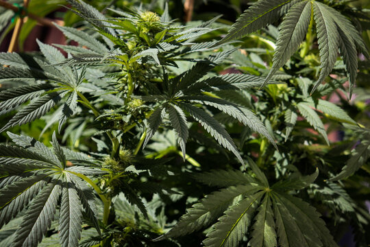 Leaves and buds of an outdoor grown cannabis plant
