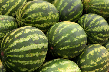 Buying fresh fruit in the market: close-up of a ripe watermelon in the market on an autumn day