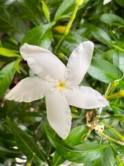 white magnolia flowers sensitive focus