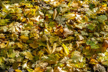 yellow green autumn leaves in sunlight