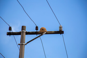 Bird João de Barro on a light pole in a street in São Paulo, Brazil.