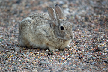 Soft grey bunny eating bird seeds 