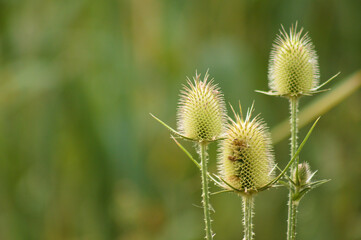 Closeup of cutleaf teasel green seeds with green blurred background