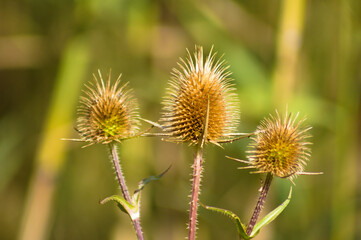 Closeup of dried cutleaf teasel seeds with green blurred background
