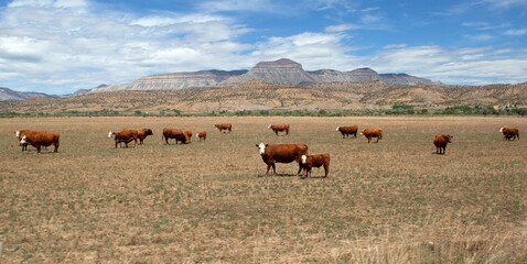 Fototapeta na wymiar Cows and Calf free range grazing with a mountain range in the back