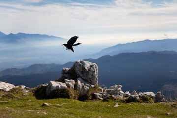 Mountain Crow Stealing A Piece Of Food And Flying Away On Top Of A Mountain