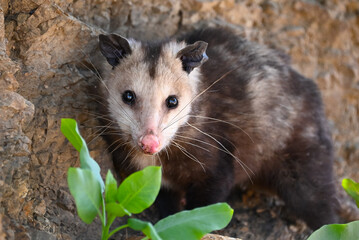 Wild Possum in Santa Monica Mountains, Los Angeles County