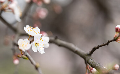 Cherry blossoms. Dense flower buds and the first blossoms of a cherry tree on a blurred background. Spring in the world of plants.
