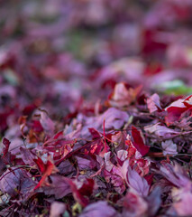 Foliage background. Dry leaves on the ground