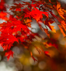 Maple leaves in autumn. Beautiful fall foliage background. Selective soft focus