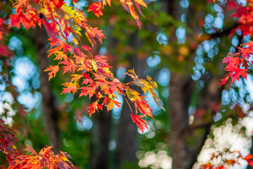 Maple leaves in autumn. Beautiful fall foliage background. Selective soft focus