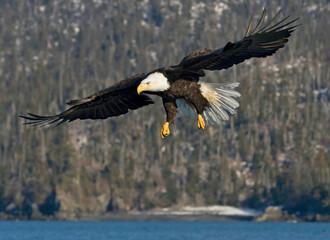 bald eagle in flight