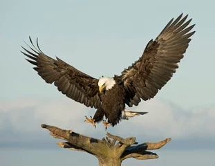 Badkamer foto achterwand american bald eagle © David