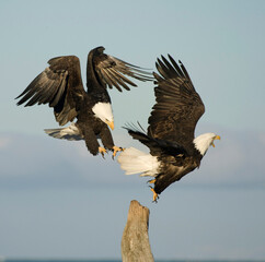 american bald eagles