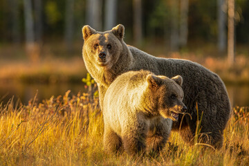 Wildlife in Finland. Bears, Wolverine and birds.